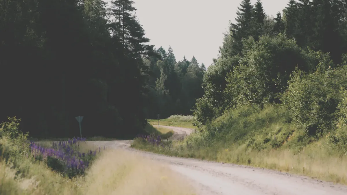 Svensk grusväg som slingrar sig genom granskog med blommande lupiner i vägrenen